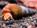 sulawesi slakken, Dieren en Toebehoren, Vissen | Aquariumvissen, Kreeft, Krab of Garnaal, Zoetwatervis, Schoolvis