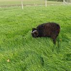 Ouessant bokje zwart, Dieren en Toebehoren, Schapen, Geiten en Varkens, Mannelijk, Schaap, 0 tot 2 jaar