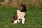 Chiots Akita américains à vendre (les parents sont présents), Autres races, Plusieurs, Parvovirose, Belgique