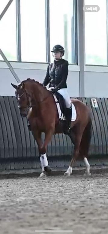 Super leuke jonge dressuurmerrie uit mooie stam beschikbaar voor biedingen
