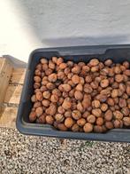 VERSE okkernoten,SPOTGOEDKOOP, !!!., Diversen, Levensmiddelen, Ophalen