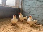 Trio indische vechtkriel wit, Dieren en Toebehoren, Pluimvee