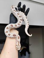 1.1 Heterodon nasicus, Dieren en Toebehoren, Reptielen en Amfibieën, Slang, Tam