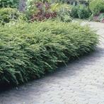 Lonicera / Struikkamperfoelie, Ophalen