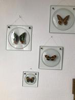 papillons sous verre, Antiek en Kunst, Ophalen