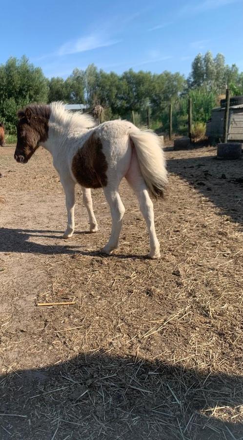 Mini veulen, Dieren en Toebehoren, Pony's, Gechipt