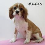 Cavalier King Charles - pups te koop, 15 weken tot 1 jaar, Buitenland, CDV (hondenziekte), Meerdere