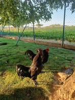 Ayam cymani haan., Dieren en Toebehoren, Pluimvee