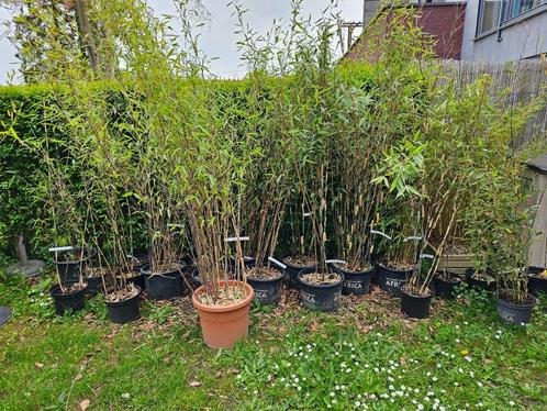 Bambous Fargesia non traçant, Tuin en Terras, Planten | Struiken en Hagen, Haag, Bamboe, Ophalen