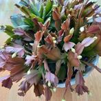 WAT  EEN SCHLUMBERGERA  ❤️🧡💛💚, Ophalen