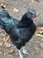 Ayem cemani 7 manden out, Dieren en Toebehoren, Pluimvee, Kip