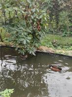 Jonge kastanje talingen, Dieren en Toebehoren, Pluimvee, Meerdere dieren, Eend