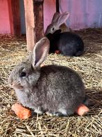 Tamme Vlaamse reus mannetjes, Dieren en Toebehoren, Konijnen