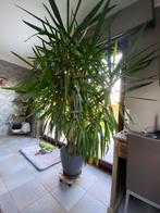 Yacca 2.3m, Huis en Inrichting, Kamerplanten, Ophalen, Yucca