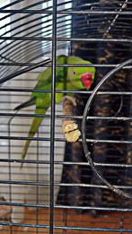Jonge Parakeet ring _necked, Dieren en Toebehoren, Vogels | Parkieten en Papegaaien, Mannelijk, Papegaai