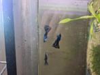 Moscow dark bleu guppies tekoop, Dieren en Toebehoren, Vissen | Aquariumvissen, Vis, Zoetwatervis, Schoolvis