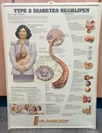 Didactisch materiaal/ schoolplaat  type 2 diabetes, Antiek en Kunst, Antiek | Schoolplaten, Ophalen, Natuur en Biologie