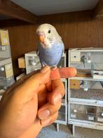 Grasparkiet tam, Dieren en Toebehoren, Tam