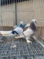 Super takla ala, Dieren en Toebehoren