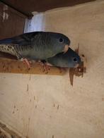 Bewezen kweekkoppel catharinaparkieten, Dieren en Toebehoren