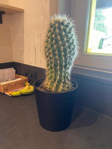 2 cactussen  beschikbaar voor biedingen