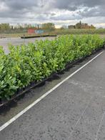 Laurier planten, Tuin en Terras, Ophalen, Laurier, Haag