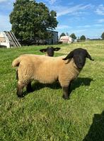 Suffolk ramlammeren, Dieren en Toebehoren, Mannelijk, Schaap, 0 tot 2 jaar