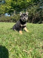 De mooiste Shiba-inu pupjes vind je bij ons, België, Overige rassen, CDV (hondenziekte), 8 tot 15 weken