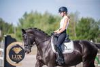 Mooie zwarte dressuur  merrie 9 j dreamboy x gribaldi, Dieren en Toebehoren, Paarden, Merrie