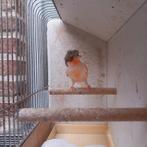 Harlekijn man 2025, Dieren en Toebehoren, Vogels | Kanaries