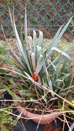 tuin, Tuin en Terras, Planten | Tuinplanten, Ophalen, Zomer, Vaste plant, Halfschaduw