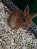 konijntjes te koop, Dieren en Toebehoren, Hangoor