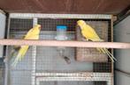 Halsband parkieten, Dieren en Toebehoren