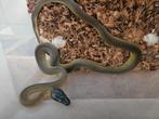 Couples bothrochilus albertisii python levre blanche, Dieren en Toebehoren, Reptielen en Amfibieën, Slang, 0 tot 2 jaar