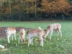 Te koop Damherten, Dieren en Toebehoren, Overige Dieren, Juni, Meerdere dieren