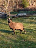 Kameroen ooi, Dieren en Toebehoren, Schapen, Geiten en Varkens