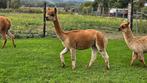 Alpaca (mini alpaca), Dieren en Toebehoren, Mei, Vrouwelijk