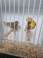 Geel pheo, Dieren en Toebehoren