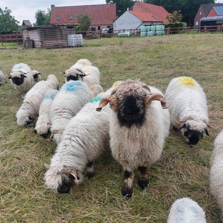 Walliser schwarznase koppels, Dieren en Toebehoren, Schapen, Geiten en Varkens, Schaap, Meerdere dieren