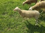 Bok Belgisch melkschaap, Dieren en Toebehoren, Schapen, Geiten en Varkens