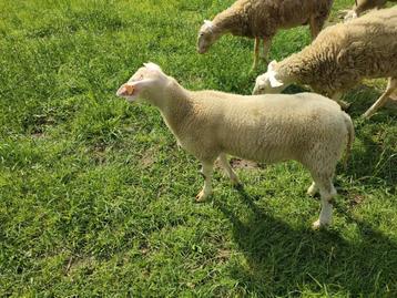 Bok Belgisch melkschaap  beschikbaar voor biedingen