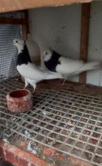 Iran toghi irakes, Dieren en Toebehoren, Vogels | Duiven