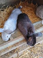 Jonge konijnen, Dieren en Toebehoren, Konijnen, Groot