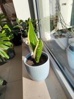 Sanseveria, Huis en Inrichting, Kamerplanten, Ophalen