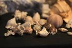 Collection : Fossiles, coquillages, grand lot, Enlèvement ou Envoi, Coquillage(s)