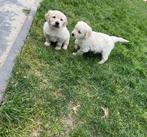 Knappe golden retriever pups, Golden retriever, België, CDV (hondenziekte), 8 tot 15 weken