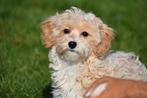 Boomer pups niet verharend, Dieren en Toebehoren, Honden | Niet-rashonden, CDV (hondenziekte), Meerdere, Klein, 8 tot 15 weken