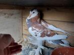 Gentse Kropper duivin 2025, Dieren en Toebehoren, Vogels | Duiven, Kropper
