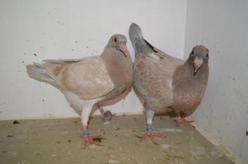 kleurpostduiven, Sexe inconnu, Pigeon voyageur