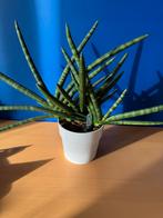 Sanseveria plant xl met automatische watering System, Huis en Inrichting, Ophalen, Overige soorten, In pot, Halfschaduw